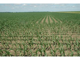 Property photo 40 - 462 +/- Acres Offered in 5 Tracts - Illinois Farmland Auction