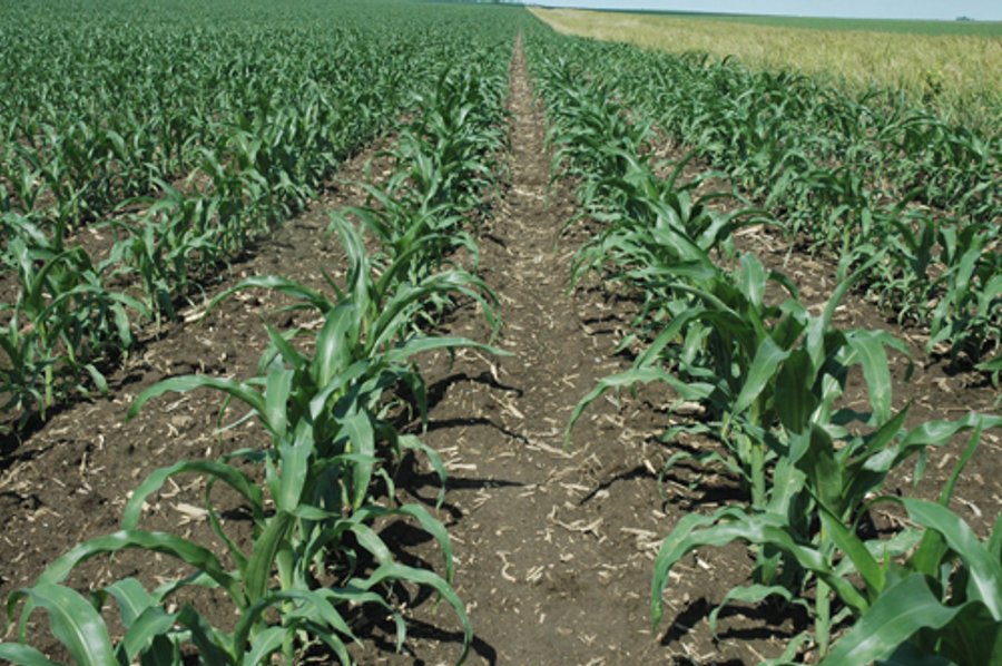 462 +/- Acres Offered in 5 Tracts - Illinois Farmland Auction