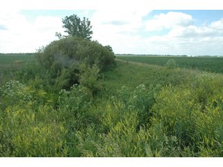 Property photo 6 - 462 +/- Acres Offered in 5 Tracts - Illinois Farmland Auction