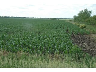 Property photo 15 - 462 +/- Acres Offered in 5 Tracts - Illinois Farmland Auction