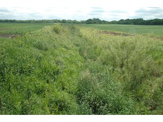Property photo 43 - 462 +/- Acres Offered in 5 Tracts - Illinois Farmland Auction