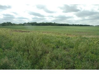 Property photo 48 - 462 +/- Acres Offered in 5 Tracts - Illinois Farmland Auction