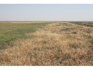 Tract 1 - 8,153 Acre Land Auction Offered in 20 Tracts
