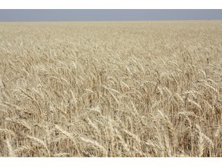 Tract 7 - 8,153 Acre Land Auction Offered in 20 Tracts