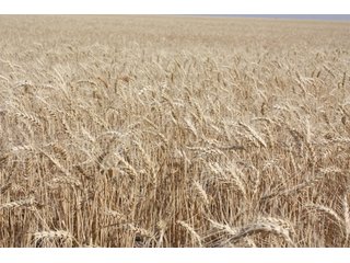 Tract 7 - 8,153 Acre Land Auction Offered in 20 Tracts