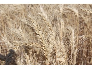 Tract 7 - 8,153 Acre Land Auction Offered in 20 Tracts