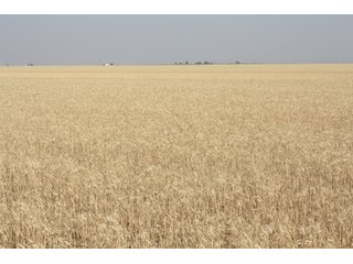 Tract 8 - 8,153 Acre Land Auction Offered in 20 Tracts