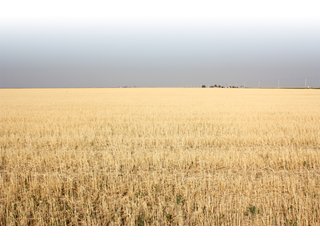 Wheat Crop - Tract 14 - 8,153 Acre Land Auction Offered in 20 Tracts