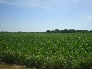 Property photo 8 - 151+/- Acres offered in 7 Tracts - Premier Land Auction