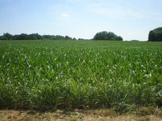 Property photo 5 - 151+/- Acres offered in 7 Tracts - Premier Land Auction