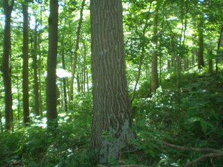 Property photo 1 - 151+/- Acres offered in 7 Tracts - Premier Land Auction