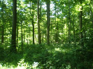 Property photo 9 - 151+/- Acres offered in 7 Tracts - Premier Land Auction
