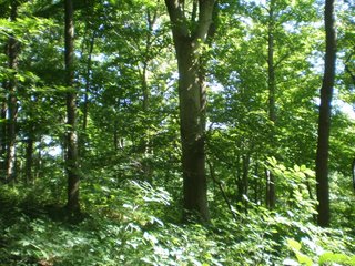 Property photo 6 - 151+/- Acres offered in 7 Tracts - Premier Land Auction