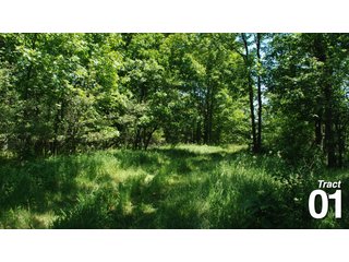 Property photo 1 - 51 +/- Acres Offered in 3 Tracts - Land Auction