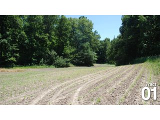 Property photo 10 - 51 +/- Acres Offered in 3 Tracts - Land Auction