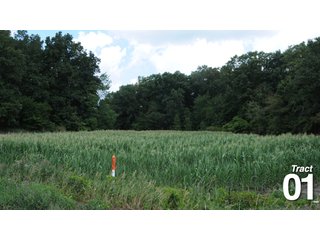 Property photo 5 - 51 +/- Acres Offered in 3 Tracts - Land Auction