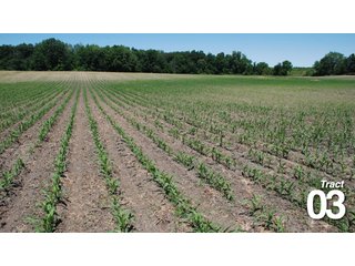 Property photo 4 - 51 +/- Acres Offered in 3 Tracts - Land Auction
