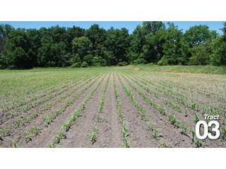 Property photo 12 - 51 +/- Acres Offered in 3 Tracts - Land Auction