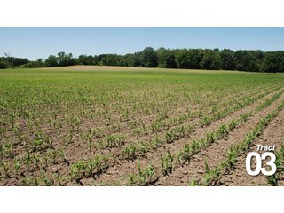 Property photo 7 - 51 +/- Acres Offered in 3 Tracts - Land Auction
