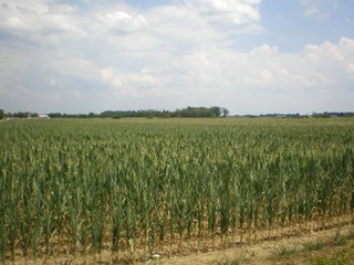 Property photo 9 - 101.5+/- Acres in 4 Tracts Land Auction