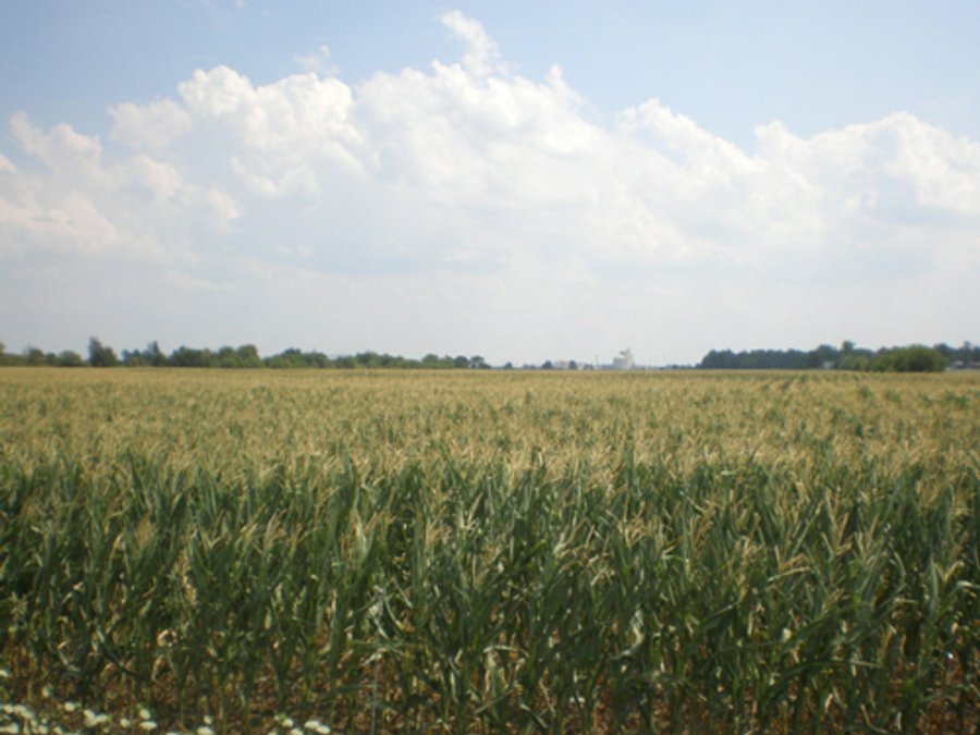 101.5+/- Acres in 4 Tracts Land Auction