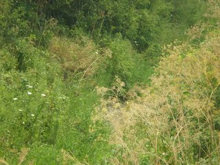 Property photo 6 - 101.5+/- Acres in 4 Tracts Land Auction