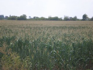 Property photo 10 - 101.5+/- Acres in 4 Tracts Land Auction