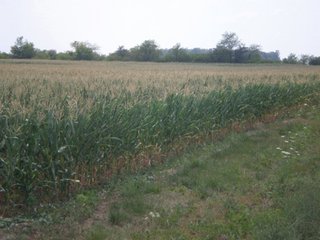Tract 1 - 101.5+/- Acres in 4 Tracts Land Auction