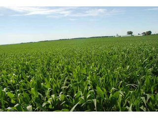 Property photo 45 - 320 Acres Offered in 5 Tracts - Land Auction
