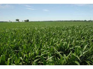 Property photo 10 - 320 Acres Offered in 5 Tracts - Land Auction
