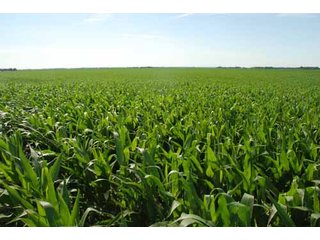 Property photo 19 - 320 Acres Offered in 5 Tracts - Land Auction