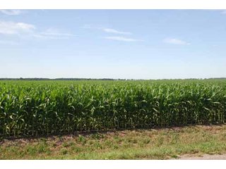Property photo 12 - 320 Acres Offered in 5 Tracts - Land Auction