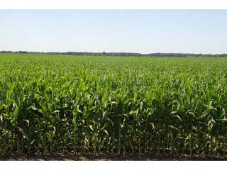 Property photo 27 - 320 Acres Offered in 5 Tracts - Land Auction