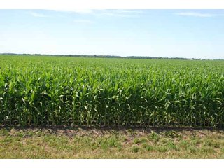 Property photo 24 - 320 Acres Offered in 5 Tracts - Land Auction