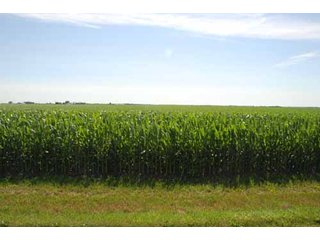 Property photo 1 - 320 Acres Offered in 5 Tracts - Land Auction