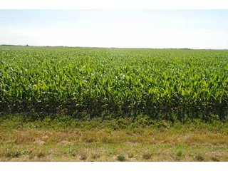 Property photo 40 - 320 Acres Offered in 5 Tracts - Land Auction