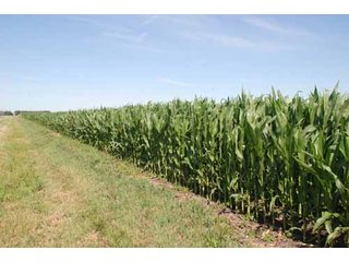 Property photo 7 - 320 Acres Offered in 5 Tracts - Land Auction