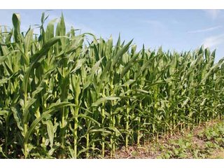 Property photo 4 - 320 Acres Offered in 5 Tracts - Land Auction