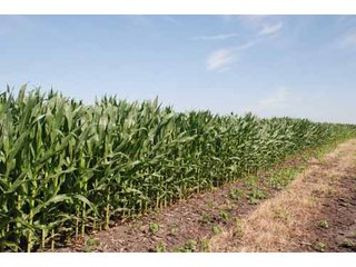 Property photo 16 - 320 Acres Offered in 5 Tracts - Land Auction