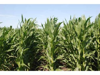 Property photo 2 - 320 Acres Offered in 5 Tracts - Land Auction