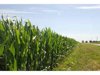 Property photo 39 - 320 Acres Offered in 5 Tracts - Land Auction