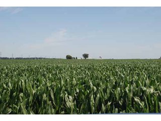 Property photo 22 - 320 Acres Offered in 5 Tracts - Land Auction