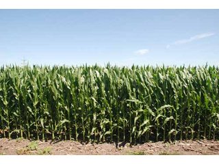 Property photo 48 - 320 Acres Offered in 5 Tracts - Land Auction