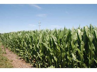 Property photo 3 - 320 Acres Offered in 5 Tracts - Land Auction