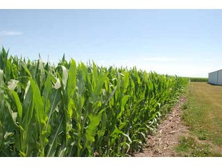 Property photo 36 - 320 Acres Offered in 5 Tracts - Land Auction