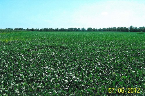 Property photo 5 - 219 +/- Acres Offered in 2 Tracts - Land Auction