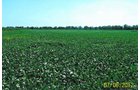 Property photo 5 - 219 +/- Acres Offered in 2 Tracts - Land Auction