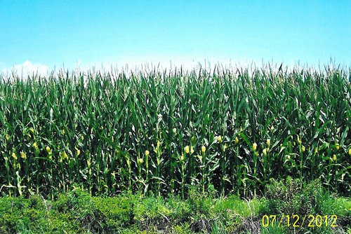 Property photo 7 - 219 +/- Acres Offered in 2 Tracts - Land Auction
