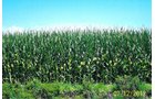 Property photo 7 - 219 +/- Acres Offered in 2 Tracts - Land Auction