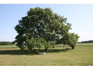 Property photo 1 - 2+/- Acres with Country Home & Outbuildings Real Estate Auction